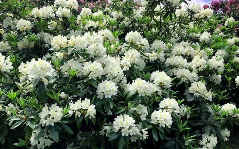 Rhododendron Chionoides - View 1 from www redcrocus com