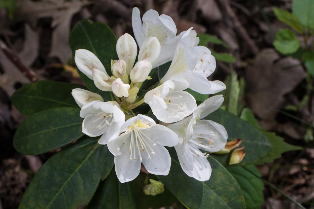 Rhododendron Chionoides - View 7 from www redcrocus com