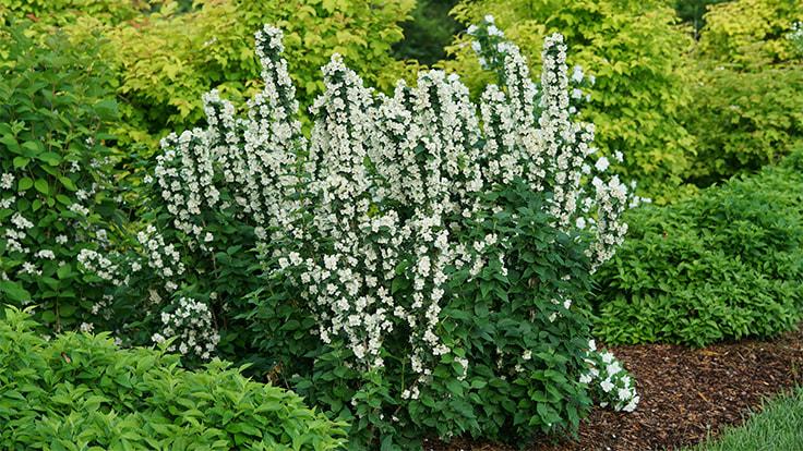 Philadelphus Virginalis Illuminati Tower - View 17 from www redcrocus com