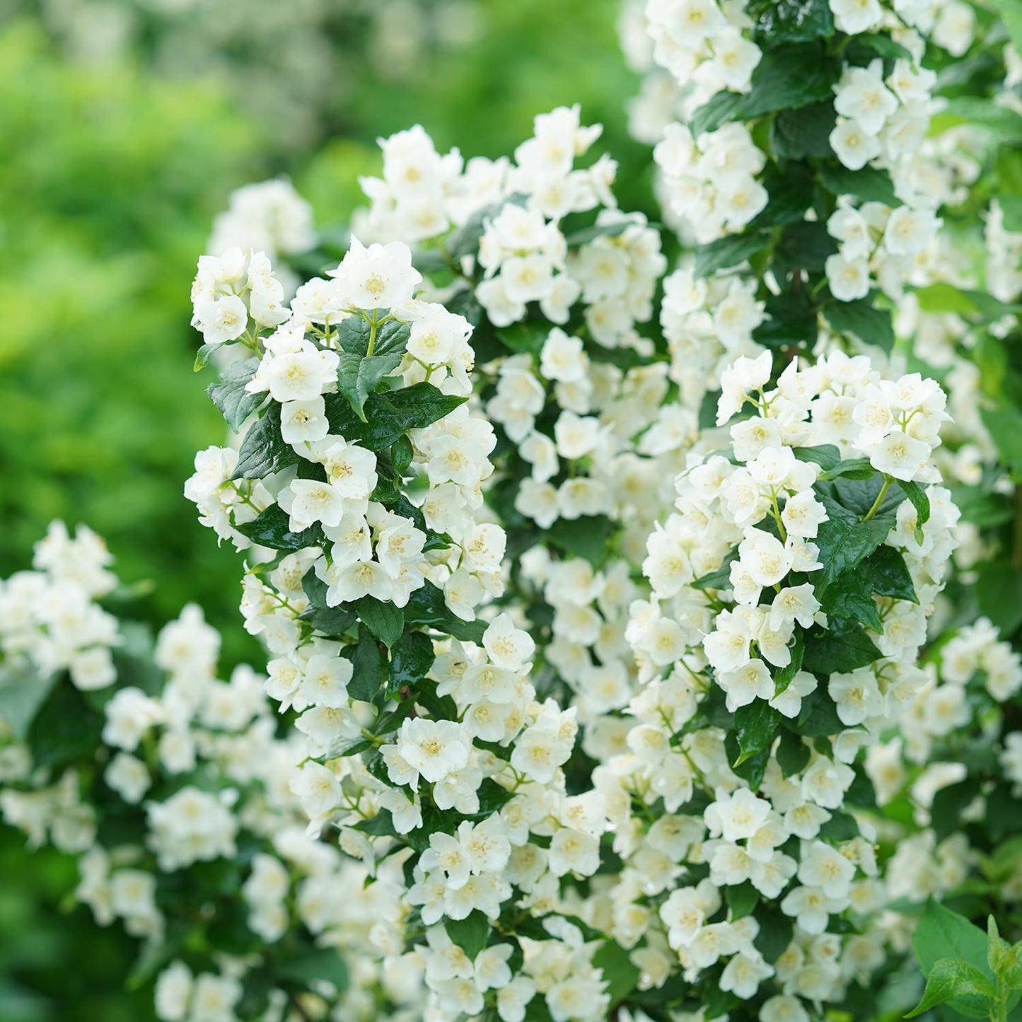 Philadelphus Virginalis Illuminati Tower - View 3 from www redcrocus com