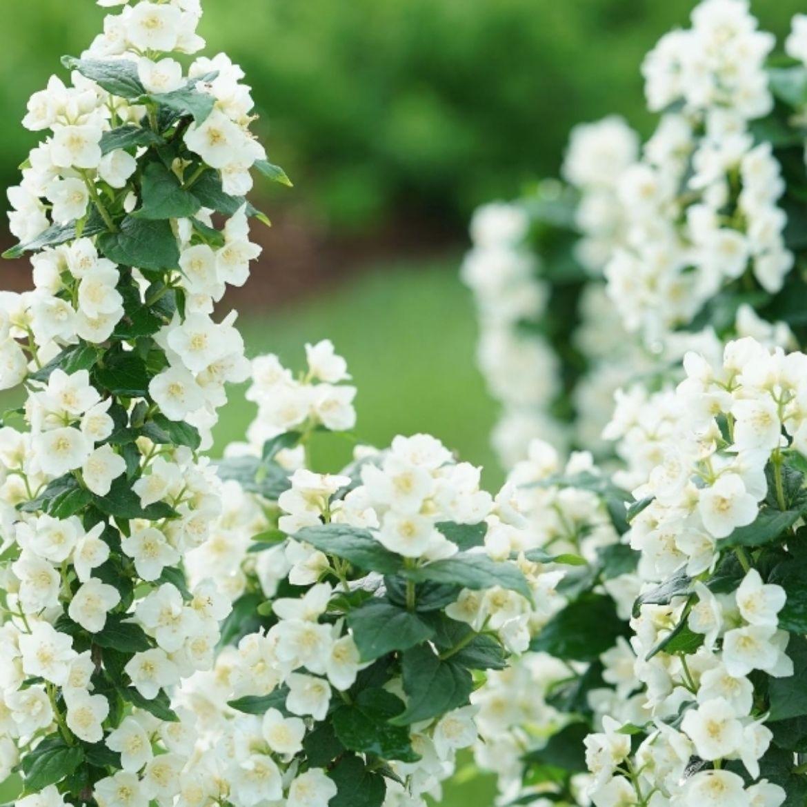 Philadelphus Virginalis Illuminati Tower - View 9 from www redcrocus com