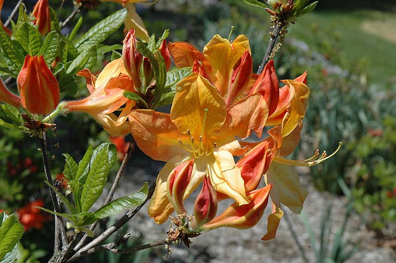 Azalea Arneson Gem - View 9 from www redcrocus com