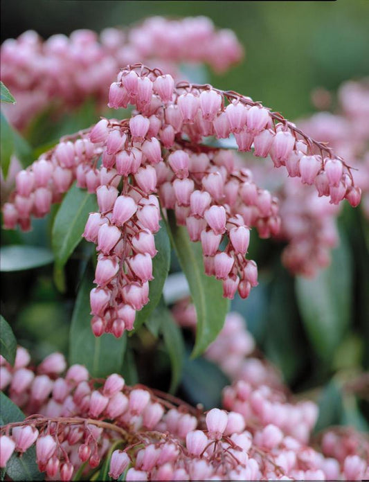 Pieris Japonica Katsura - View 11 from www redcrocus com