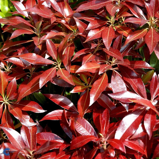 Pieris Japonica Katsura - View 10 from www redcrocus com
