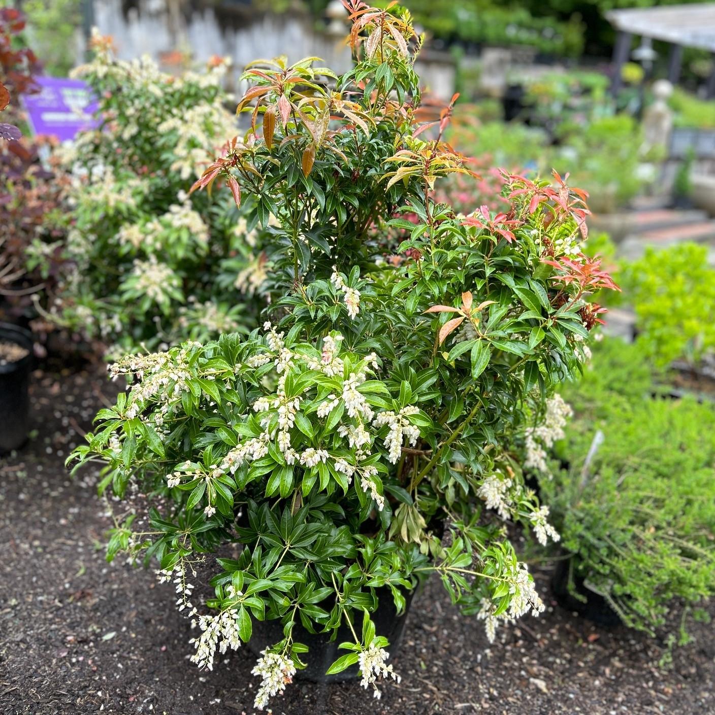 Pieris Japonica Mountain Fire - View 15 from www redcrocus com