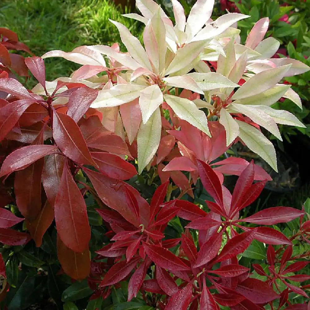 Pieris Japonica Mountain Fire - View 16 from www redcrocus com