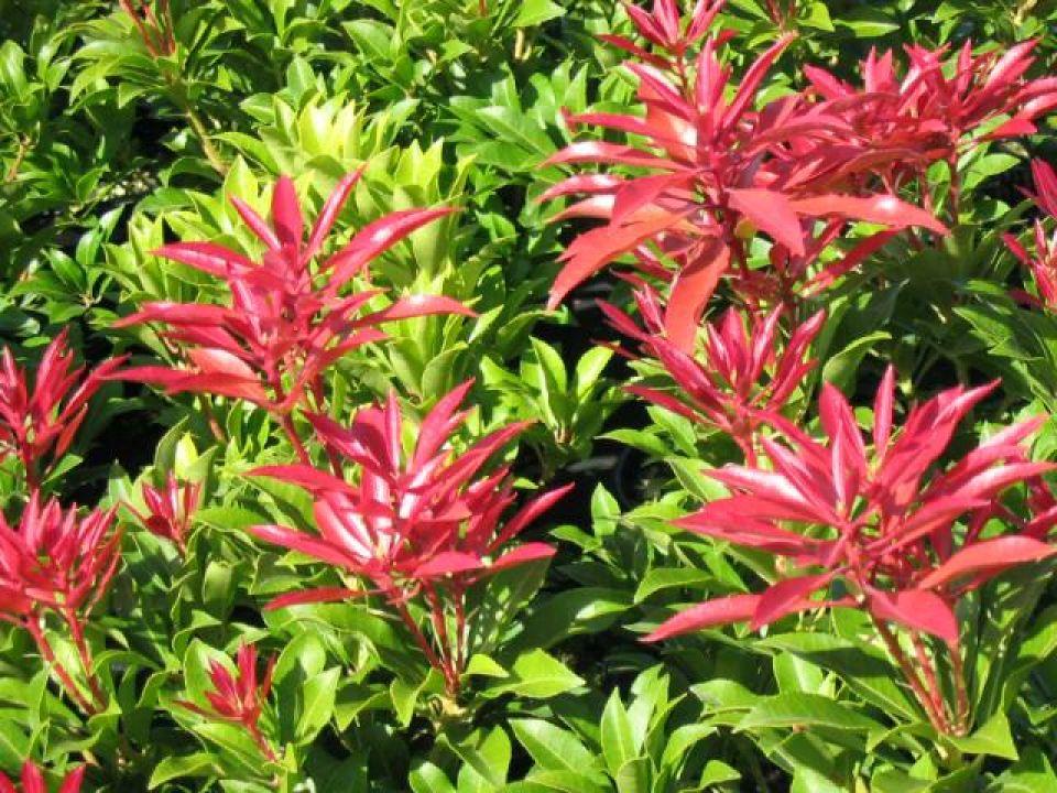 Pieris Japonica Mountain Fire - View 17 from www redcrocus com