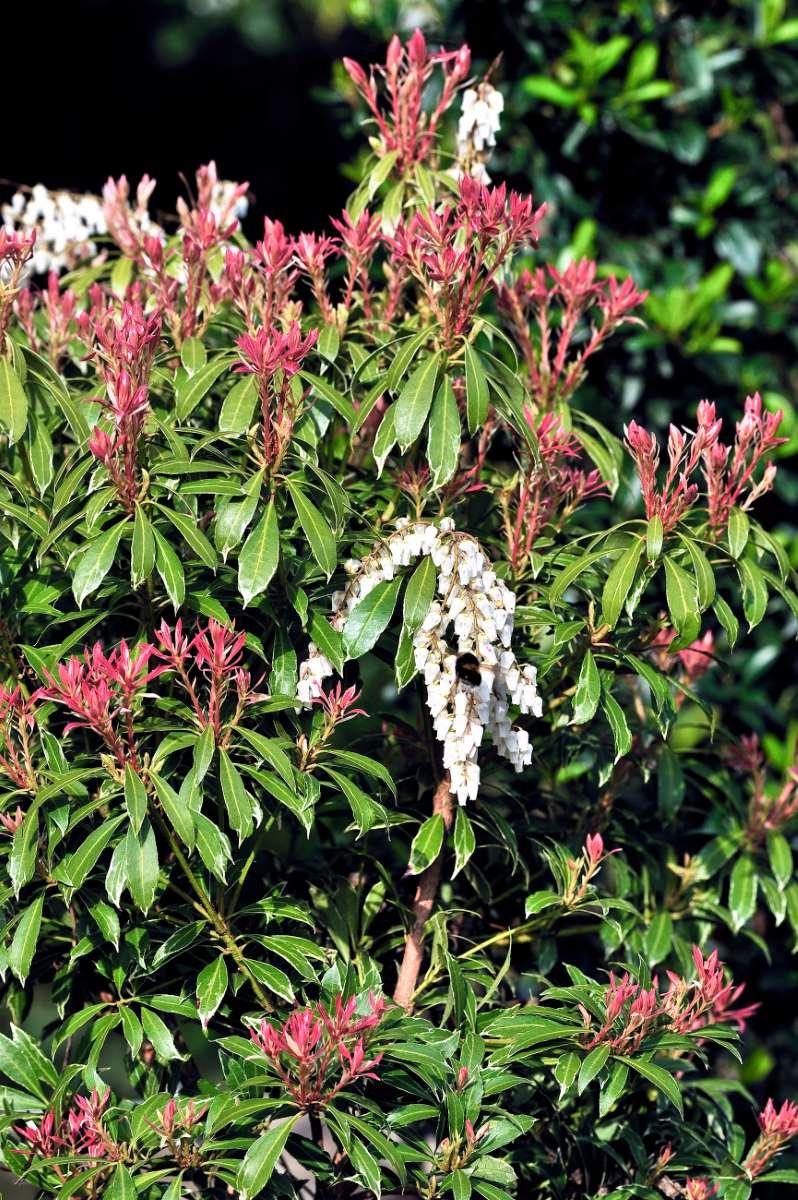 Pieris Japonica Mountain Fire - View 18 from www redcrocus com