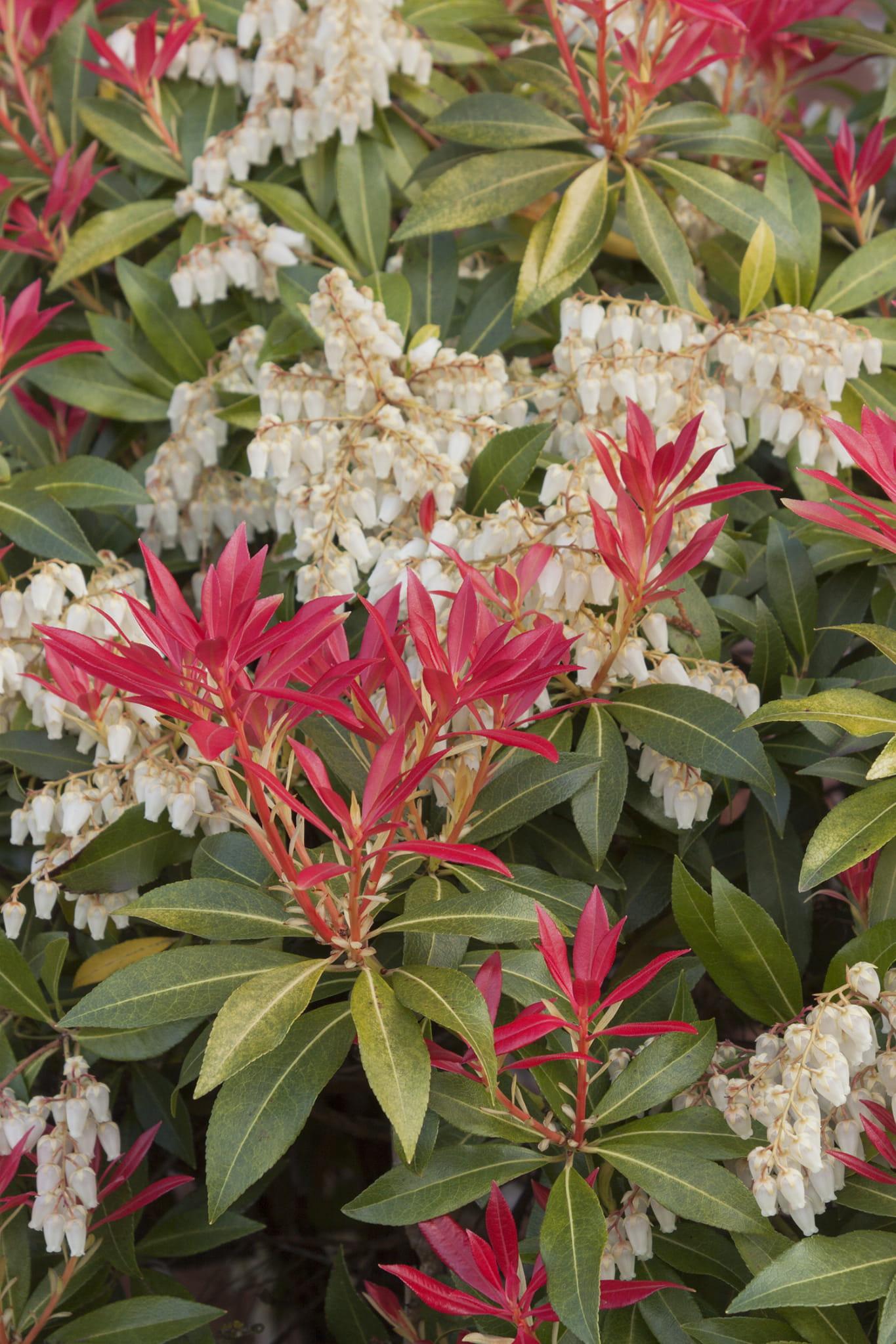 Pieris Japonica Mountain Fire - View 7 from www redcrocus com