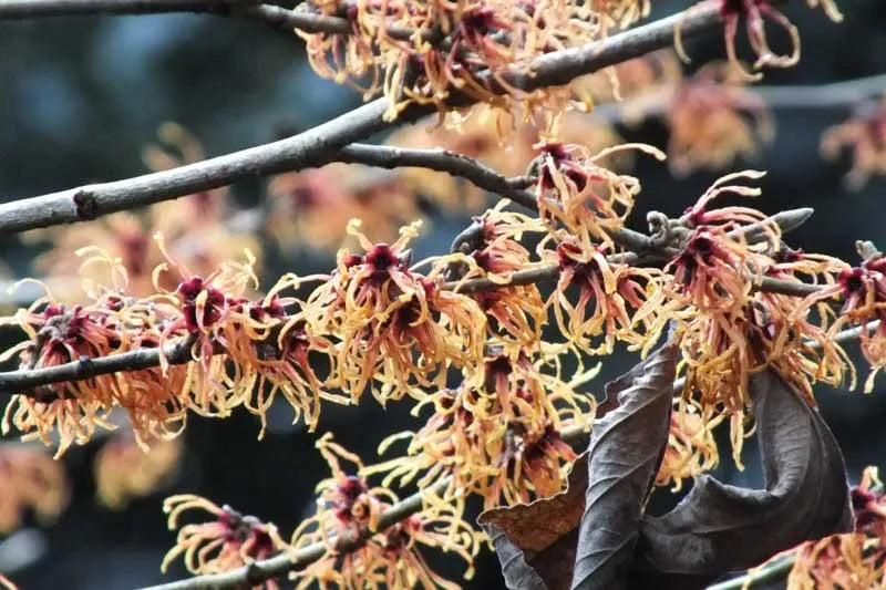 Hamamelis Intermedia Jelena - View 19 from www redcrocus com