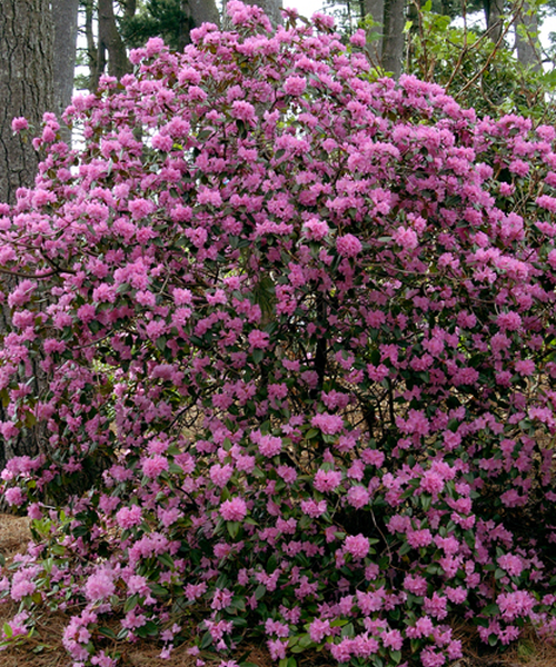 Rhododendron Olga Mezitt - View 11 from www redcrocus com
