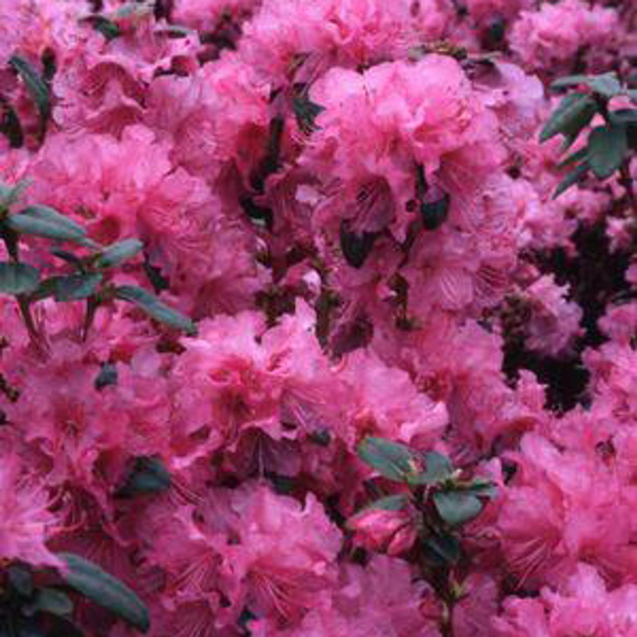 Rhododendron Olga Mezitt - View 5 from www redcrocus com