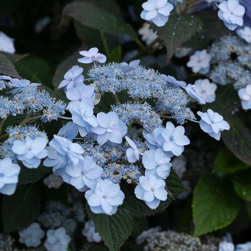 Hydrangea Serrata Tiny Tuff Stuff - View 13 from www redcrocus com