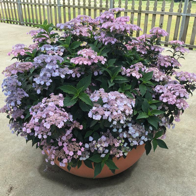 Hydrangea Serrata Tiny Tuff Stuff - View 15 from www redcrocus com