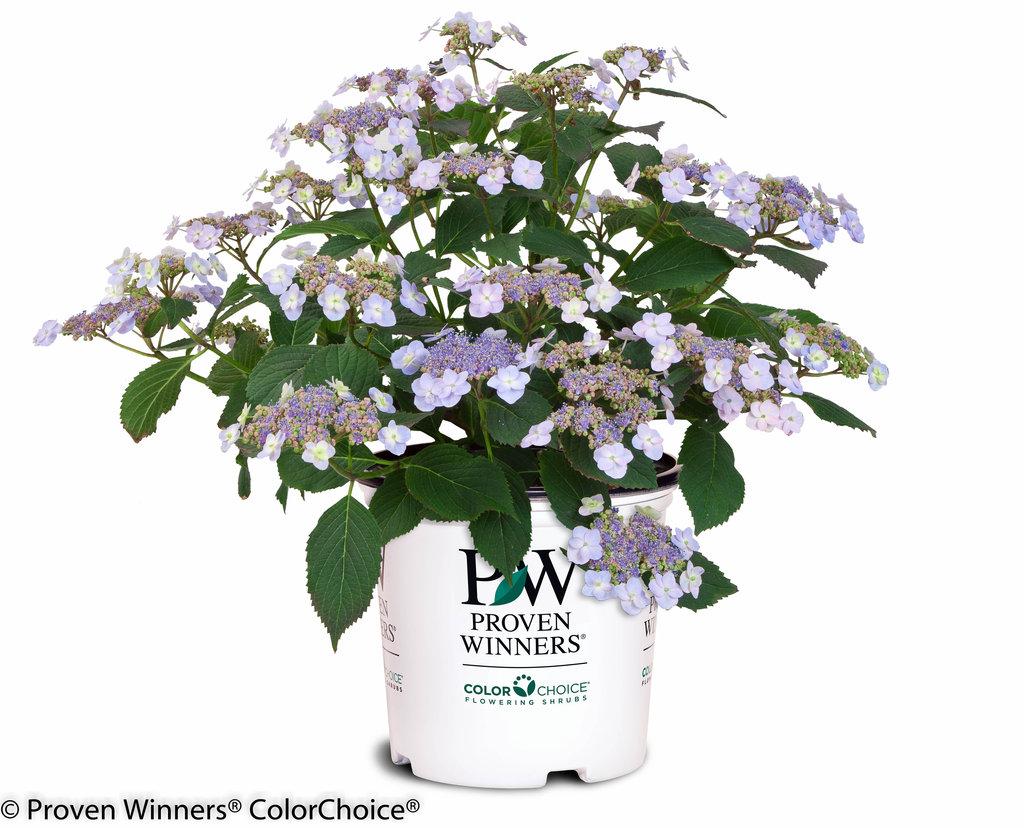Hydrangea Serrata Tiny Tuff Stuff - View 7 from www redcrocus com