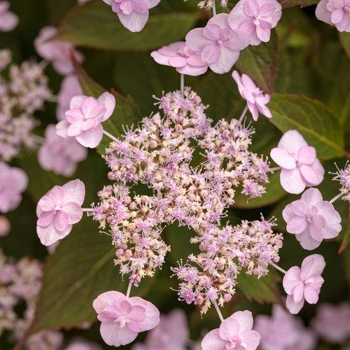 Hydrangea Serrata Tiny Tuff Stuff - View 9 from www redcrocus com