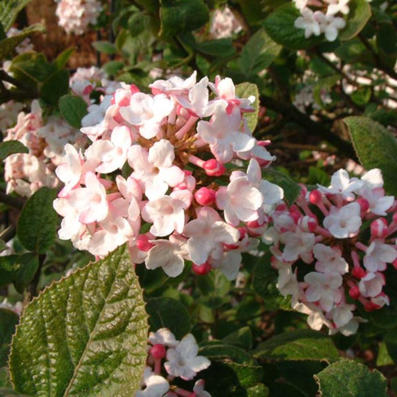 Viburnum Carlesii - View 13 from www redcrocus com