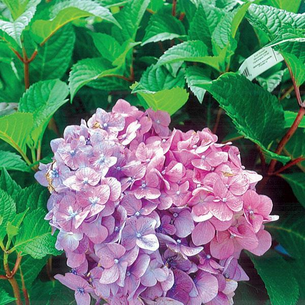 Hydrangea Macrophylla Bloomstruck - View 11 from www redcrocus com
