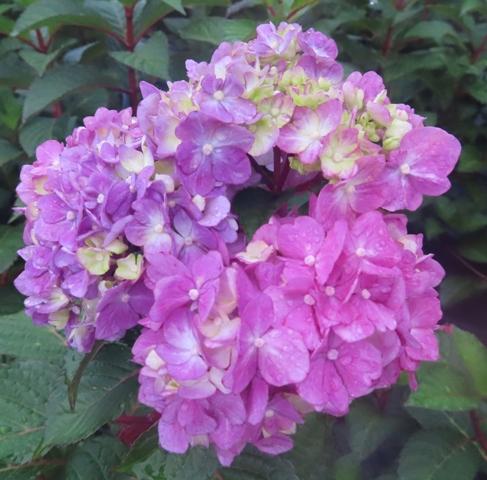 Hydrangea Macrophylla Bloomstruck - View 18 from www redcrocus com