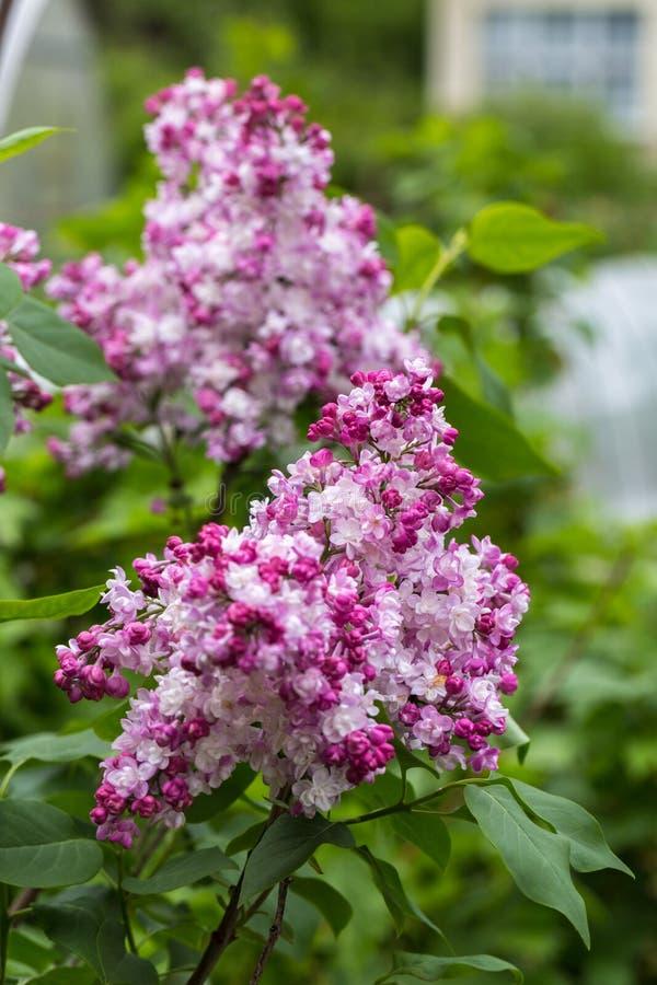 Syringa Vulgaris Krasavitsa Moskvy - View 10 from www redcrocus com