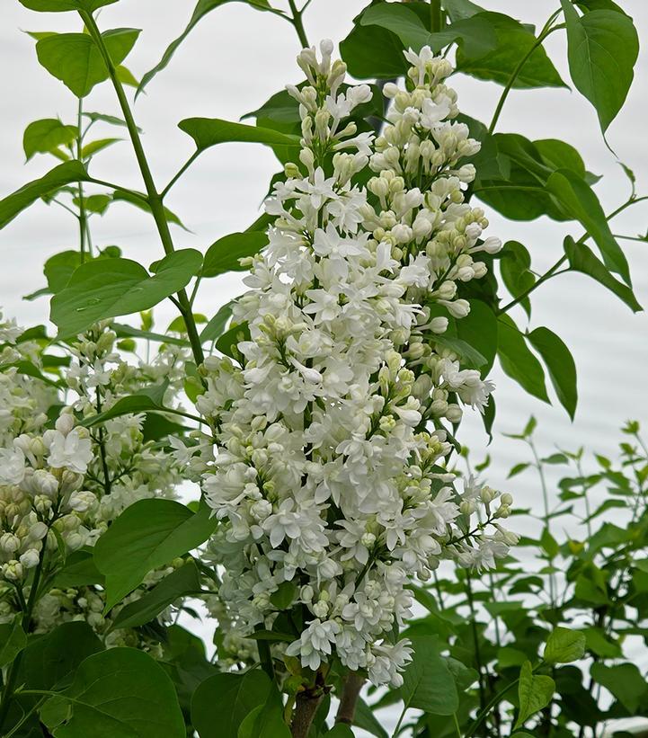 Syringa Vulgaris Krasavitsa Moskvy - View 17 from www redcrocus com