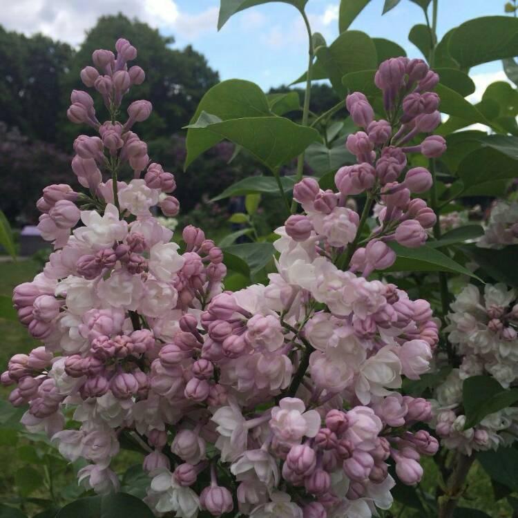 Syringa Vulgaris Krasavitsa Moskvy - View 19 from www redcrocus com