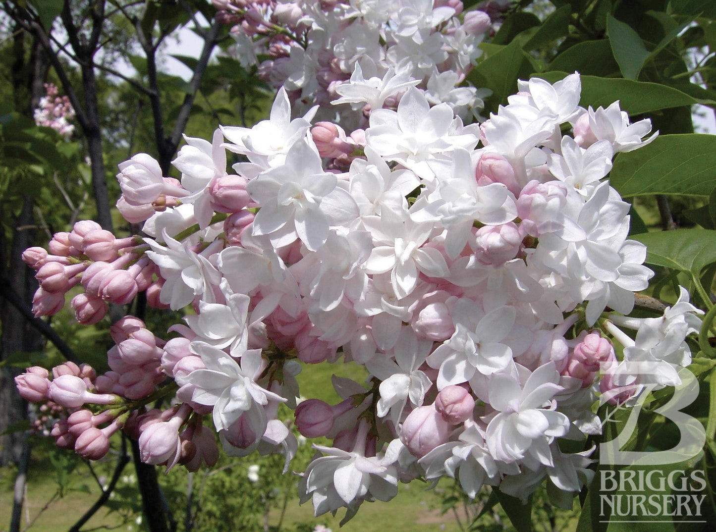 Syringa Vulgaris Krasavitsa Moskvy - View 1 from www redcrocus com