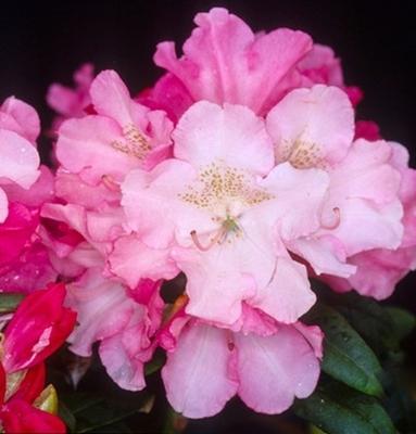 Rhododendron Yakushimanum Yaku Prince - View 16 from www redcrocus com
