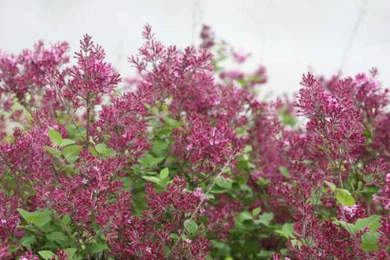 Syringa Bloomerang Dark Purple - View 17 from www redcrocus com