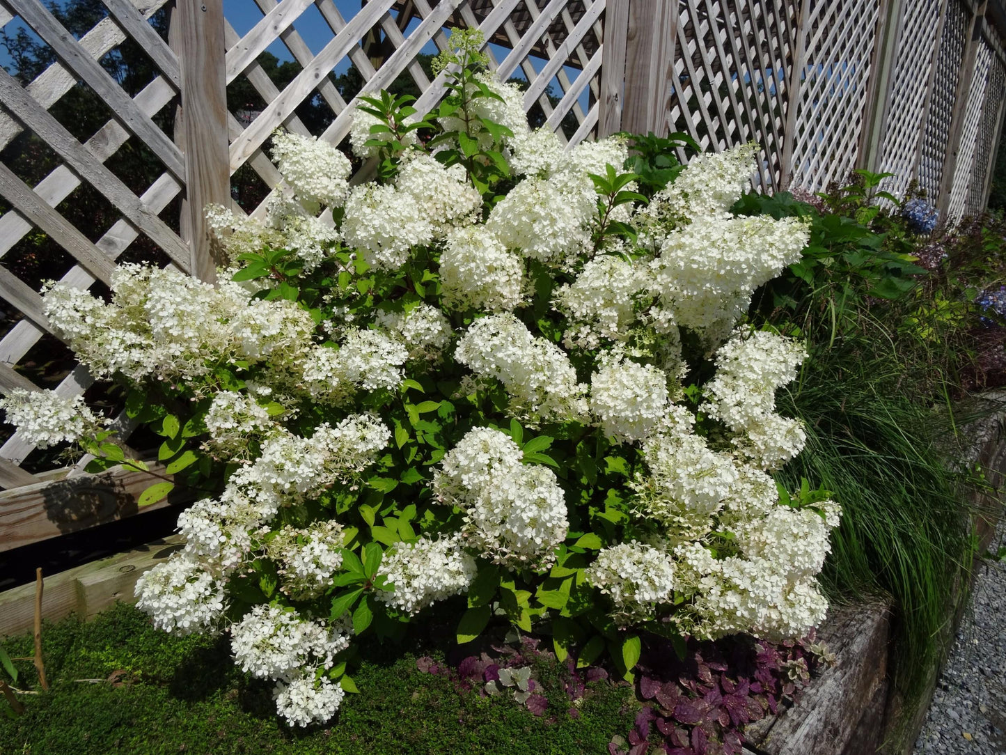 Hydrangea Paniculata Bobo - View 17 from www redcrocus com
