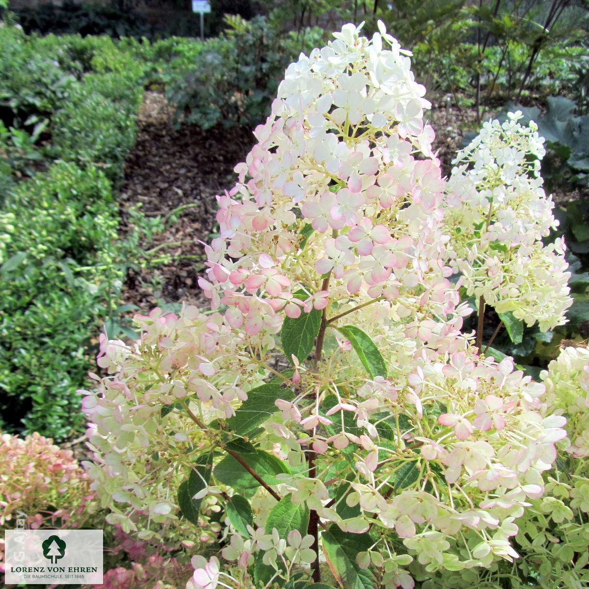 Hydrangea Paniculata Bobo - View 8 from www redcrocus com