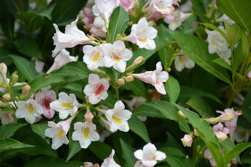 Weigela Florida 'sonic Bloom Pearl' - View 10 from www redcrocus com