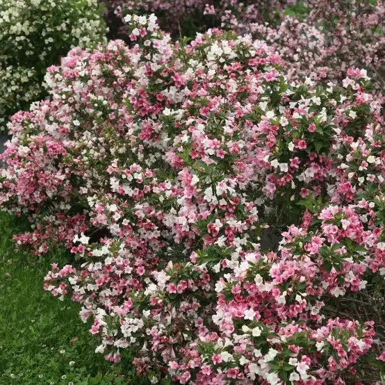 Weigela Florida 'sonic Bloom Pearl' - View 10 from www redcrocus com