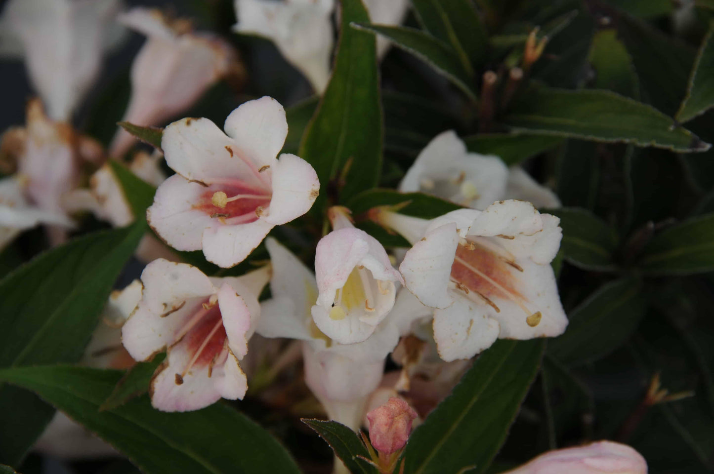 Weigela Florida 'sonic Bloom Pearl' - View 11 from www redcrocus com