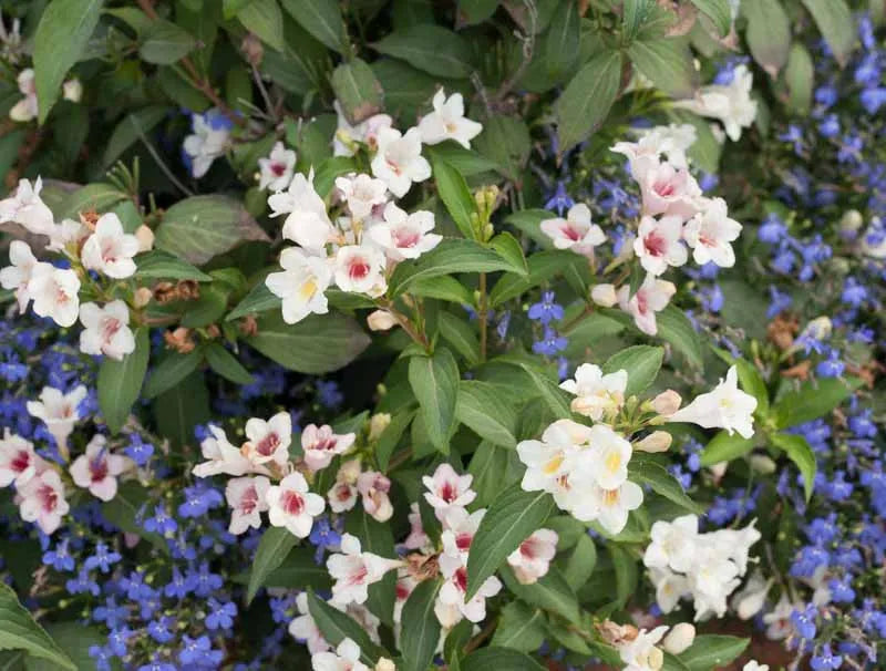Weigela Florida 'sonic Bloom Pearl' - View 11 from www redcrocus com