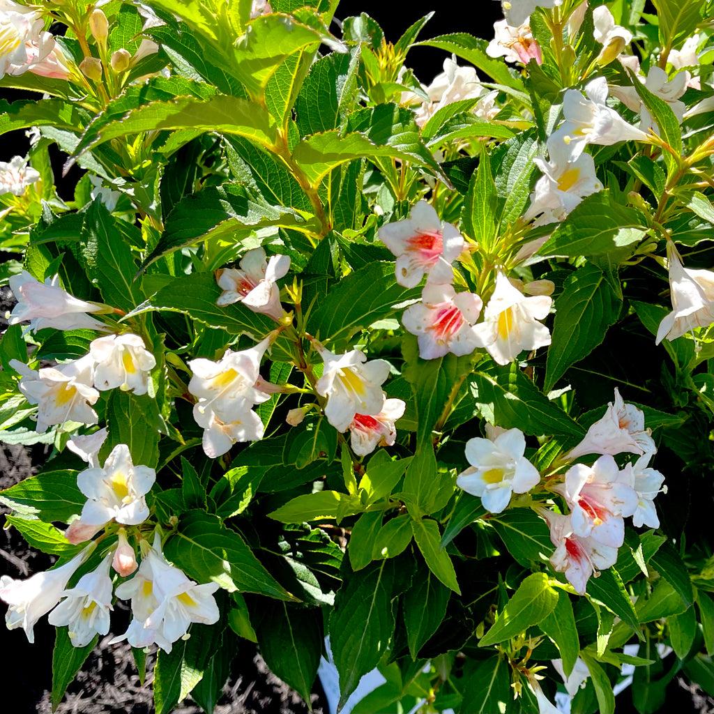 Weigela Florida 'sonic Bloom Pearl' - View 12 from www redcrocus com