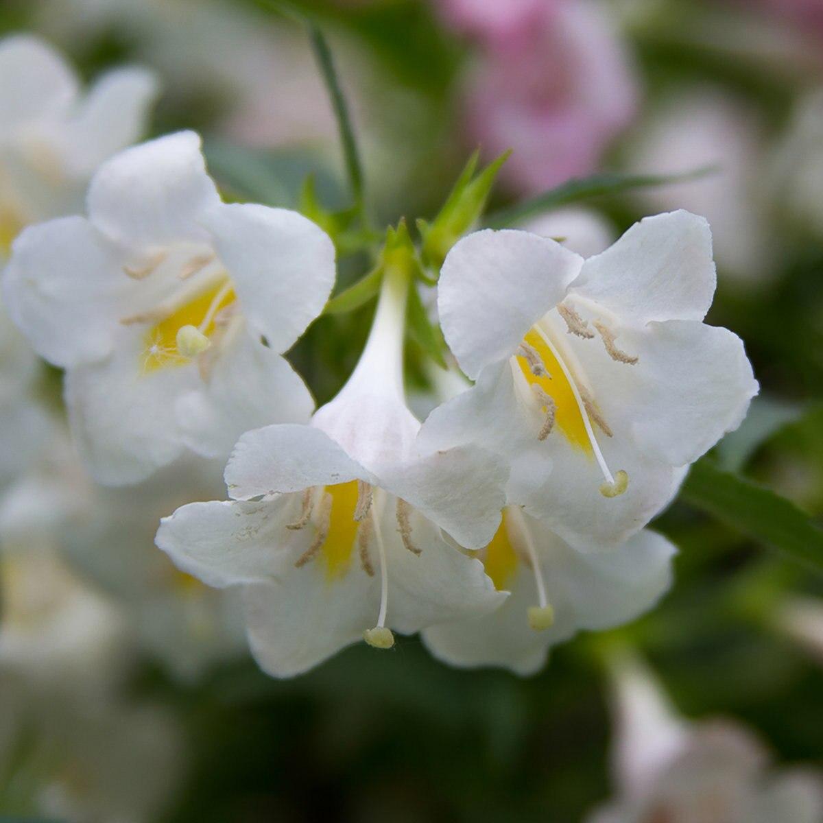 Weigela Florida 'sonic Bloom Pearl' - View 13 from www redcrocus com