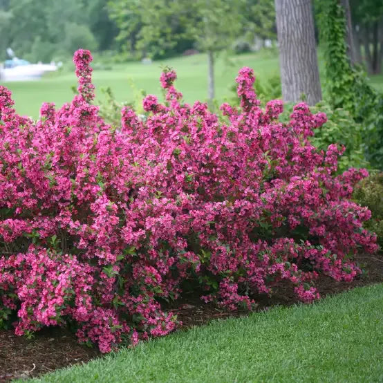 Weigela Florida 'sonic Bloom Pearl' - View 15 from www redcrocus com