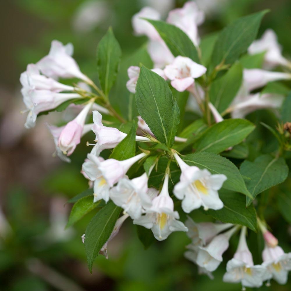 Weigela Florida 'sonic Bloom Pearl' - View 15 from www redcrocus com