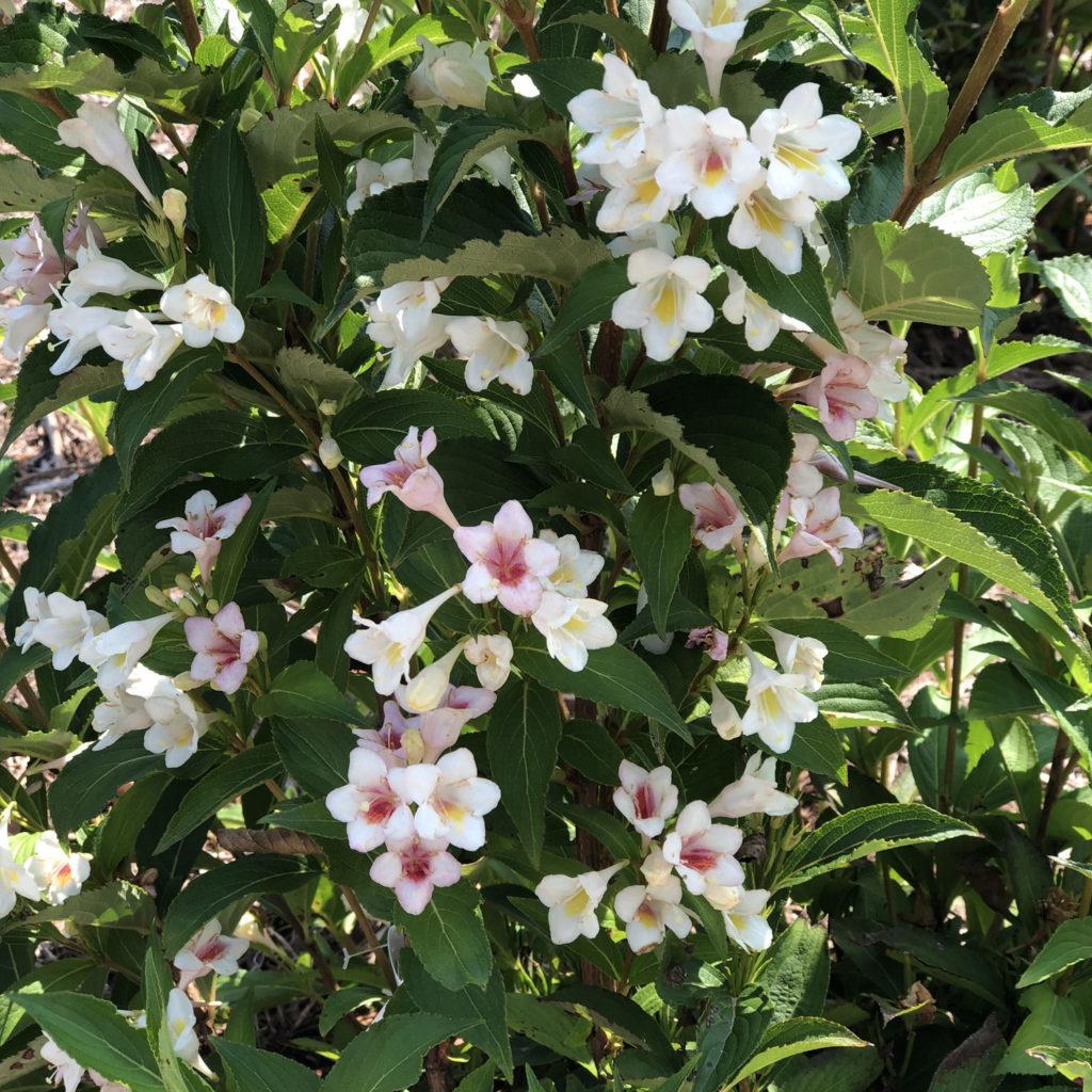 Weigela Florida 'sonic Bloom Pearl' - View 17 from www redcrocus com