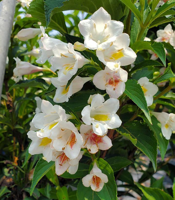 Weigela Florida 'sonic Bloom Pearl' - View 18 from www redcrocus com