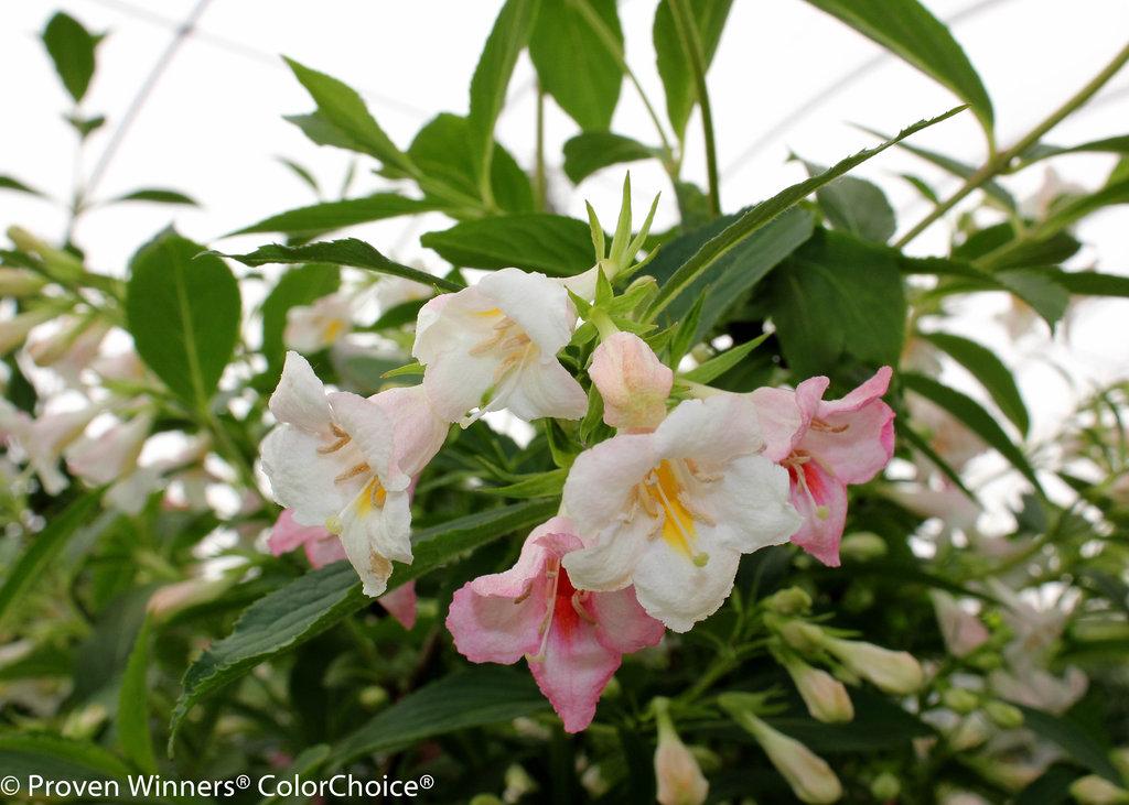 Weigela Florida 'sonic Bloom Pearl' - View 3 from www redcrocus com
