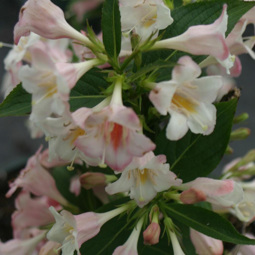 Weigela Florida 'sonic Bloom Pearl' - View 4 from www redcrocus com