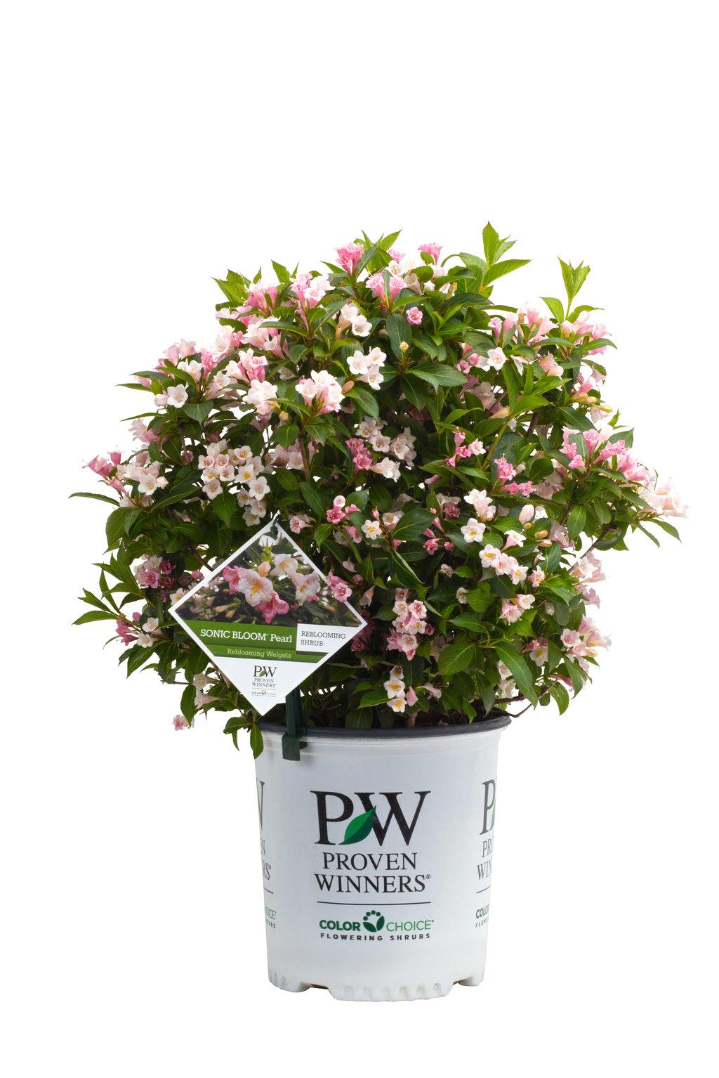 Weigela Florida 'sonic Bloom Pearl' - View 5 from www redcrocus com