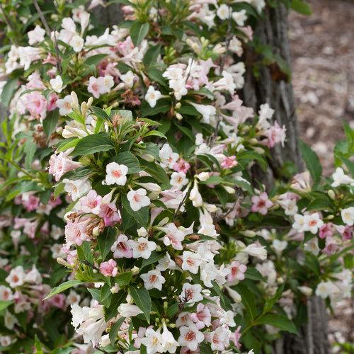 Weigela Florida 'sonic Bloom Pearl' - View 6 from www redcrocus com