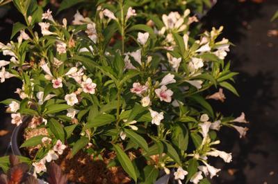 Weigela Florida 'sonic Bloom Pearl' - View 7 from www redcrocus com
