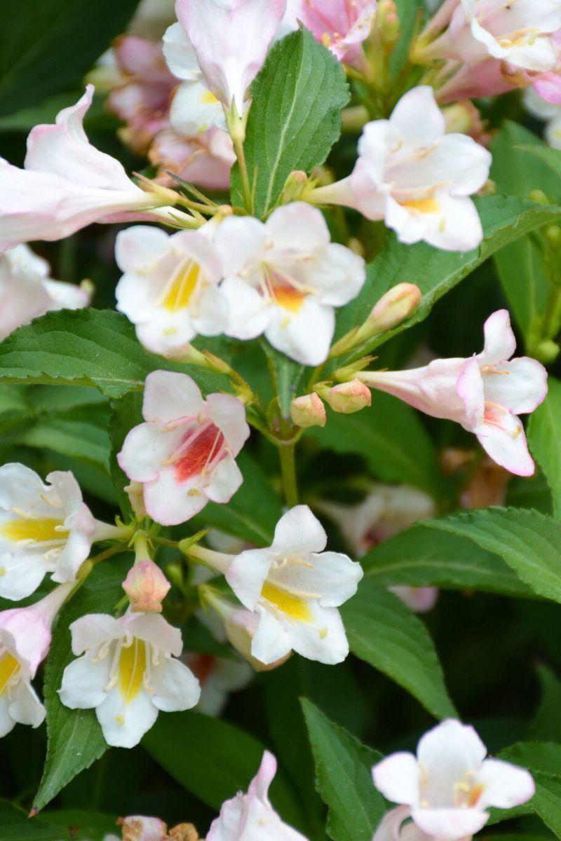Weigela Florida 'sonic Bloom Pearl' - View 9 from www redcrocus com