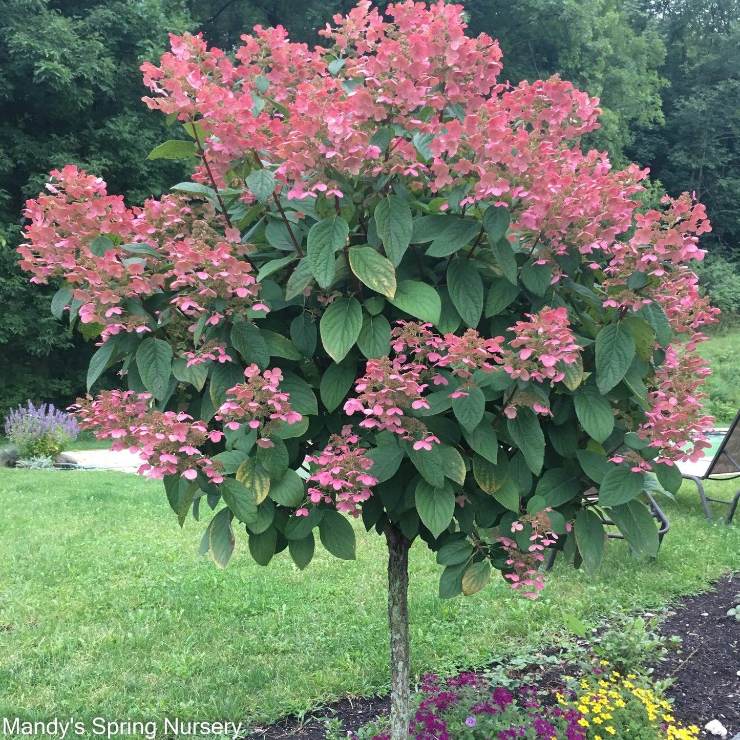 Hydrangea Paniculata Quick Fire Tree Form - View 11 from www redcrocus com