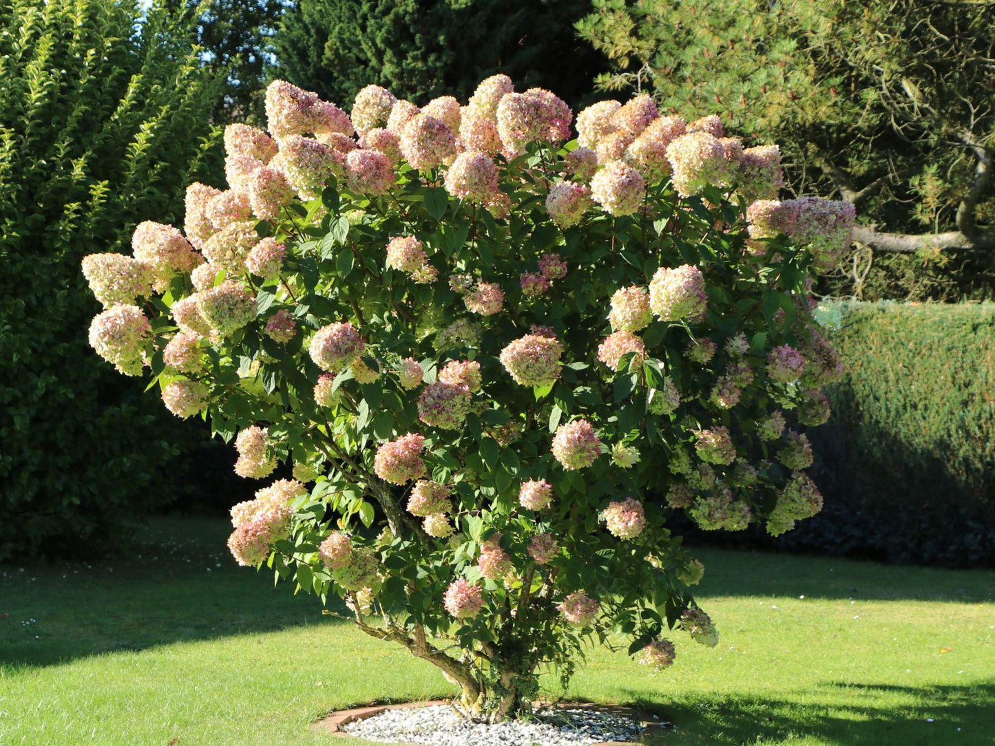 Hydrangea Paniculata Limelight - View 5 from www redcrocus com