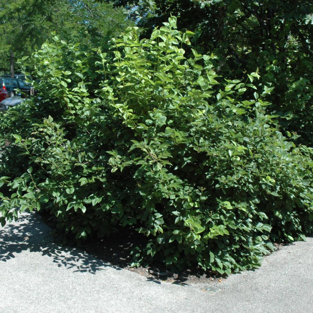 Viburnum Dentatum 'chicago Lustre' - View 10 from www redcrocus com